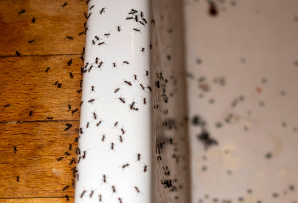 Best Spider Control Near Me  in North Puyallup, WA